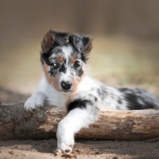 dogs1_0155