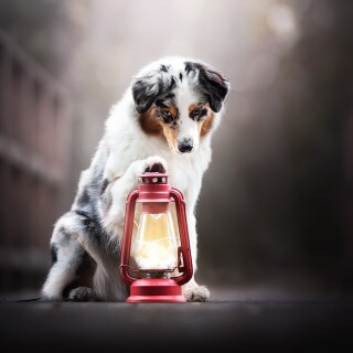 dogs1_0167