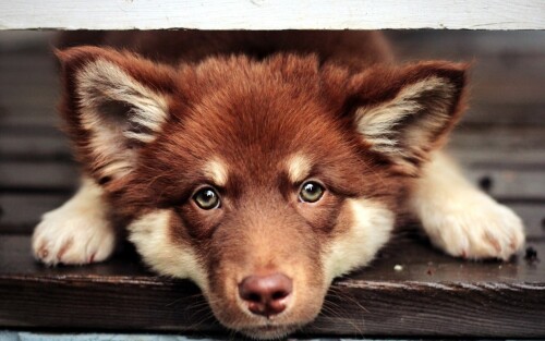 dogs1_0171.jpg