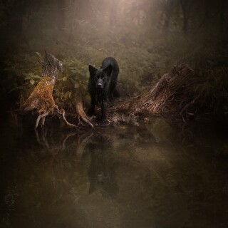 dogs1_0172