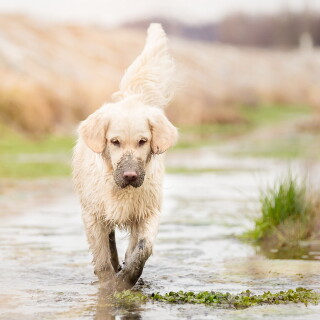 dogs1_0174