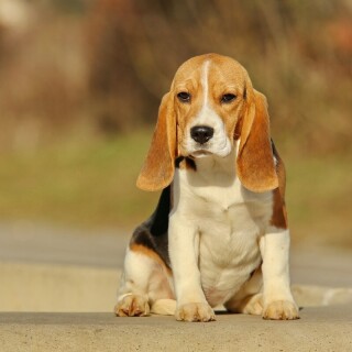 dogs1_0176