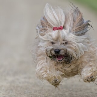 dogs1_0181