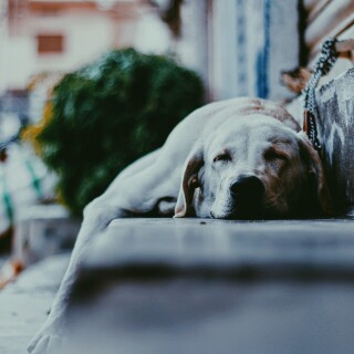 dogs1_0188