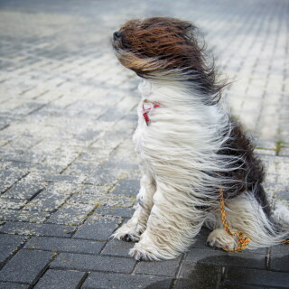 dogs1_0197