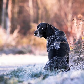 dogs1_0207