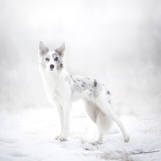 dogs1_0208