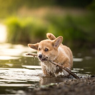 dogs1_0209