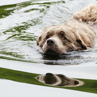 dogs1_0212