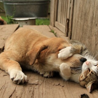 dogs1_0217