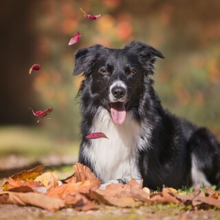 dogs1_0231