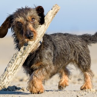 dogs1_0232