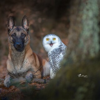 dogs1_0236
