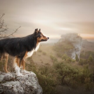 dogs1_0247