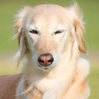 dogs1_0248