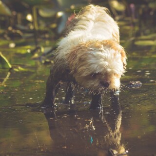 dogs1_0260