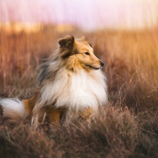 dogs1_0270