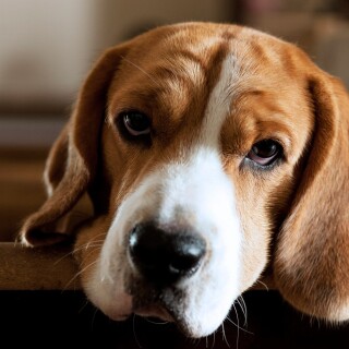 dogs1_0271