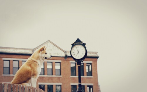 dogs1_0272.jpg