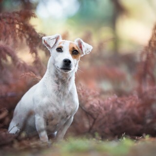dogs1_0283