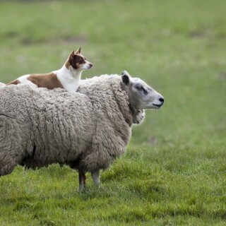 dogs1_0285
