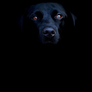 dogs1_0290