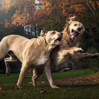 dogs1_0292
