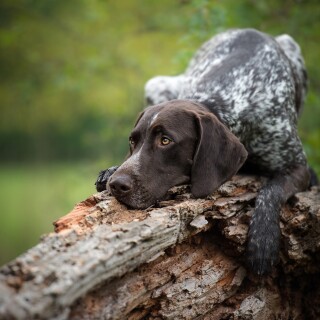 dogs1_0293