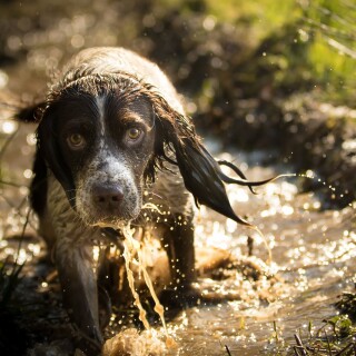 dogs1_0307