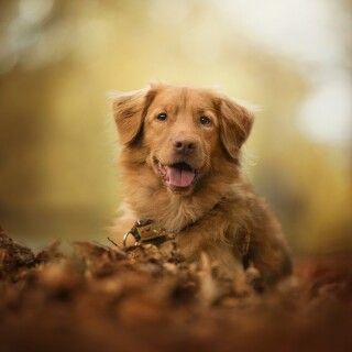 dogs1_0308