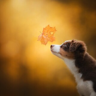 dogs1_0316