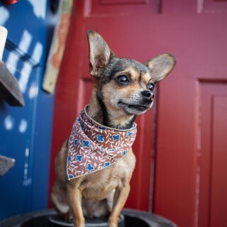 dogs1_0341