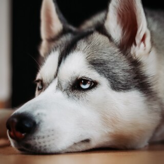 dogs1_0347