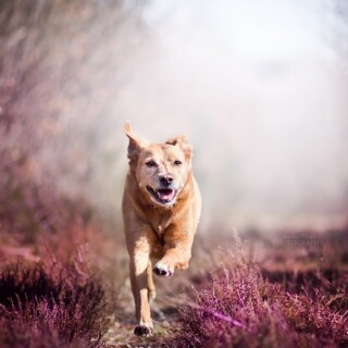 dogs1_0348