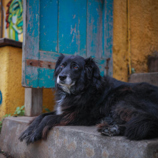 dogs1_0358