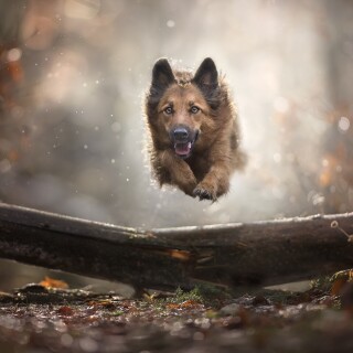 dogs1_0366