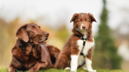 dogs1_0369.jpg