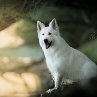 dogs1_0373