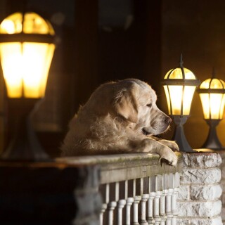 dogs1_0376