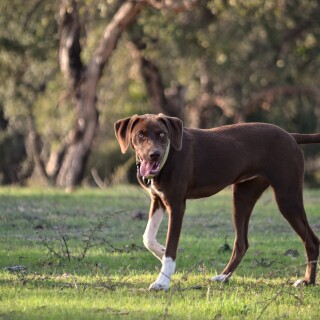 dogs1_0377