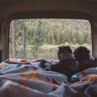 dogs1_0380