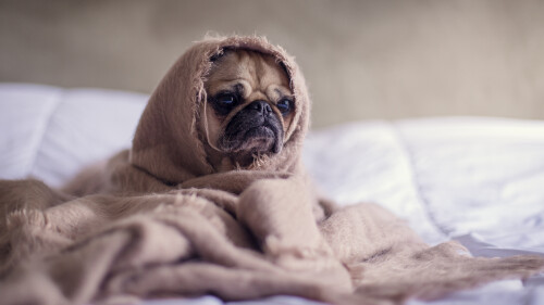 dogs1_0381.jpg