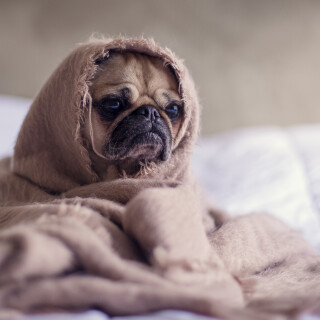 dogs1_0381