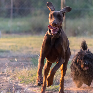 dogs1_0390