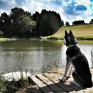dogs1_0394