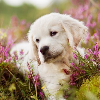 dogs1_0402