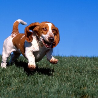 dogs1_0404