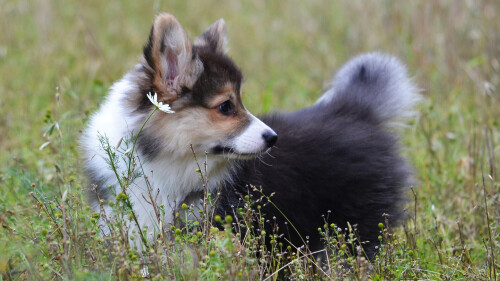 dogs1_0408.jpg