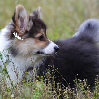 dogs1_0408