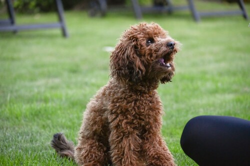 dogs1_0410.jpg